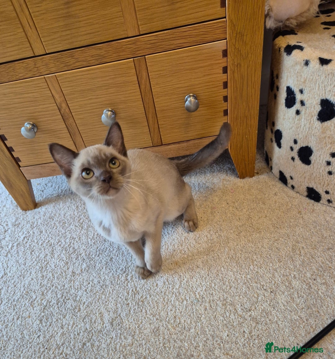 Burmese cats for sale: Gorgeous Pedigree Female Burmese Kittens - Image 8