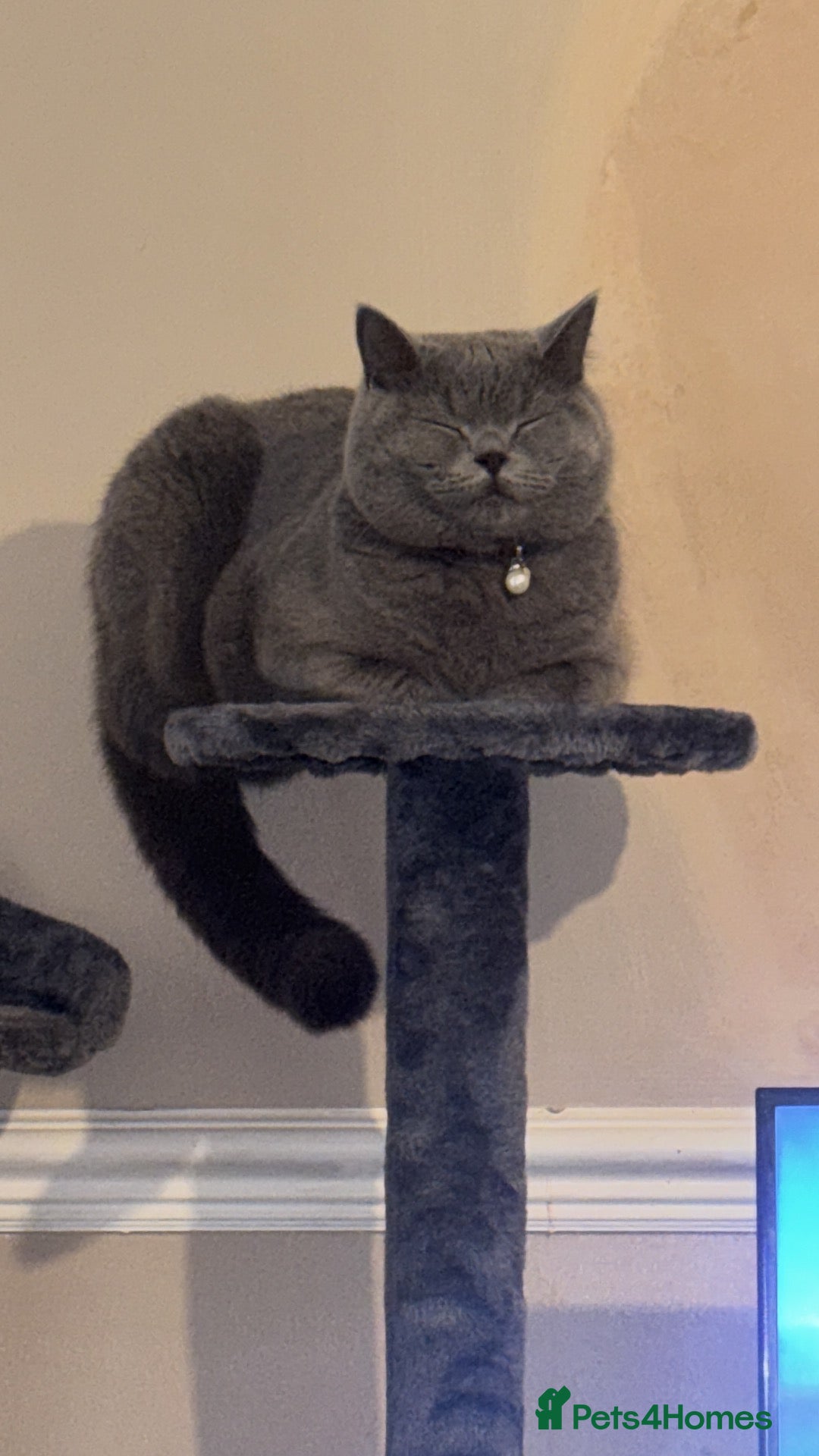 British Shorthair cats British shorthair.  - Advert 10