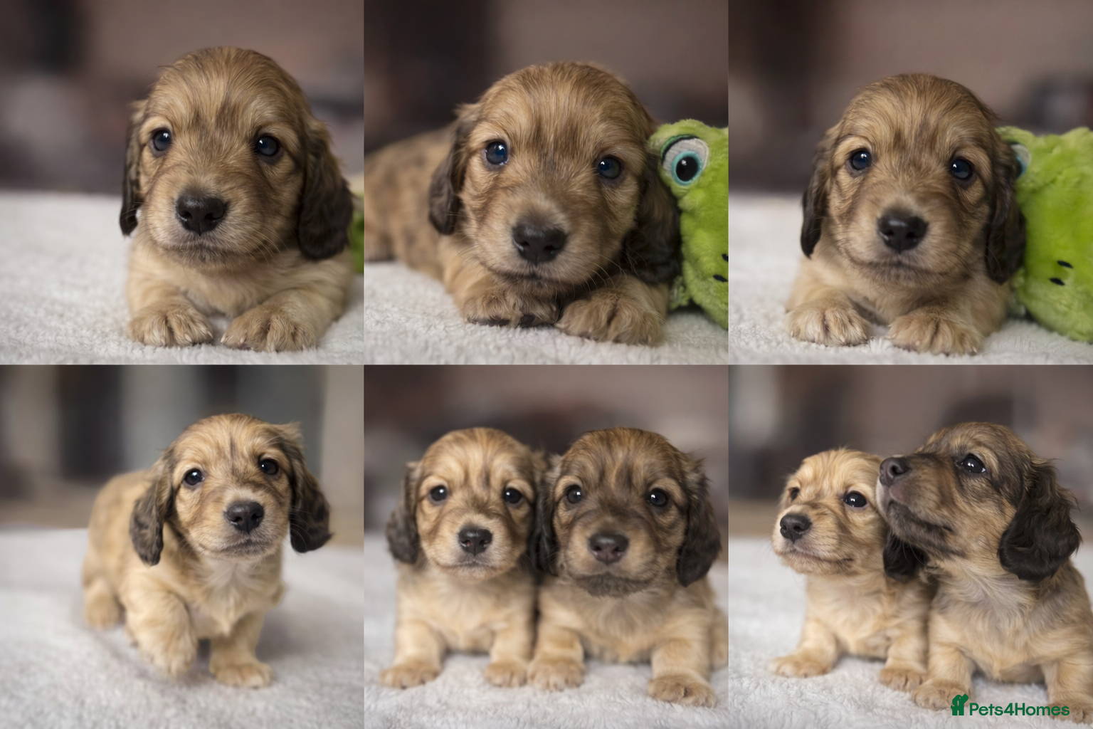 Miniature Dachshund dogs One long haired shaded cream mini boy left  - Advert 13