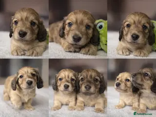 Miniature Dachshund dogs One long haired shaded cream mini boy left - Advert 13