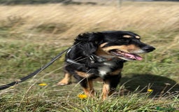 Mixed Breed dogs for adoption: Sweet Bubu Looking For Love  - Image 13
