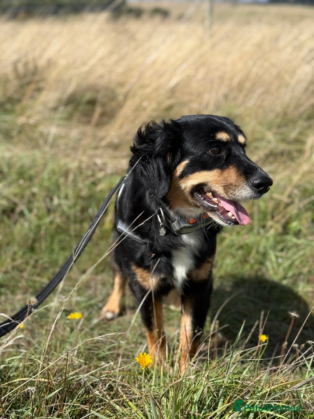 Mixed Breed dogs for adoption: Sweet Bubu Looking For Love  - Image 13