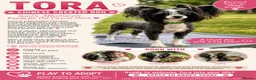 Chinese Crested dogs for adoption: TORA – Chinese Crested Dog - Advert 2