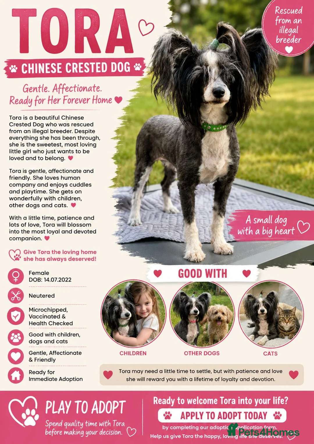Chinese Crested dogs for adoption: TORA – Chinese Crested Dog - Advert 2