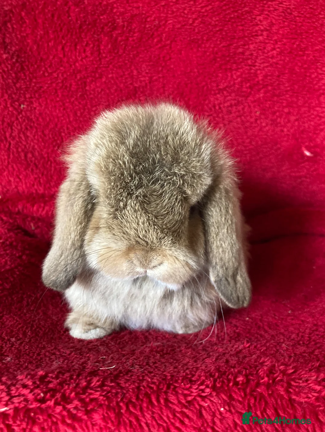 Mini Lop rabbits for sale: Adorable Pure Mini Lop Rabbits  - Advert 8