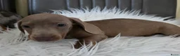 Miniature Dachshund dogs for sale: KC reg, mini daxi. 5* licensed - Advert 9