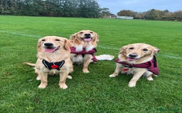 Golden Retriever dogs for sale: Perfect Golden Retriever Pups due 21st November!  - Image 12