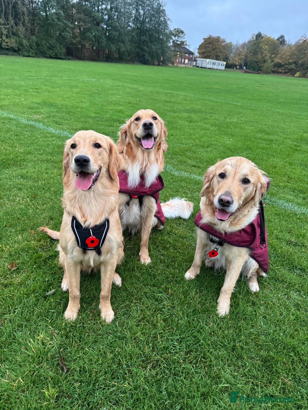 Golden Retriever dogs for sale: Perfect Golden Retriever Pups due 21st November!  - Image 12