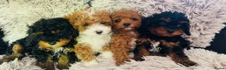 Cavapoo dogs for sale: Cavapoo Puppies  - Advert 9