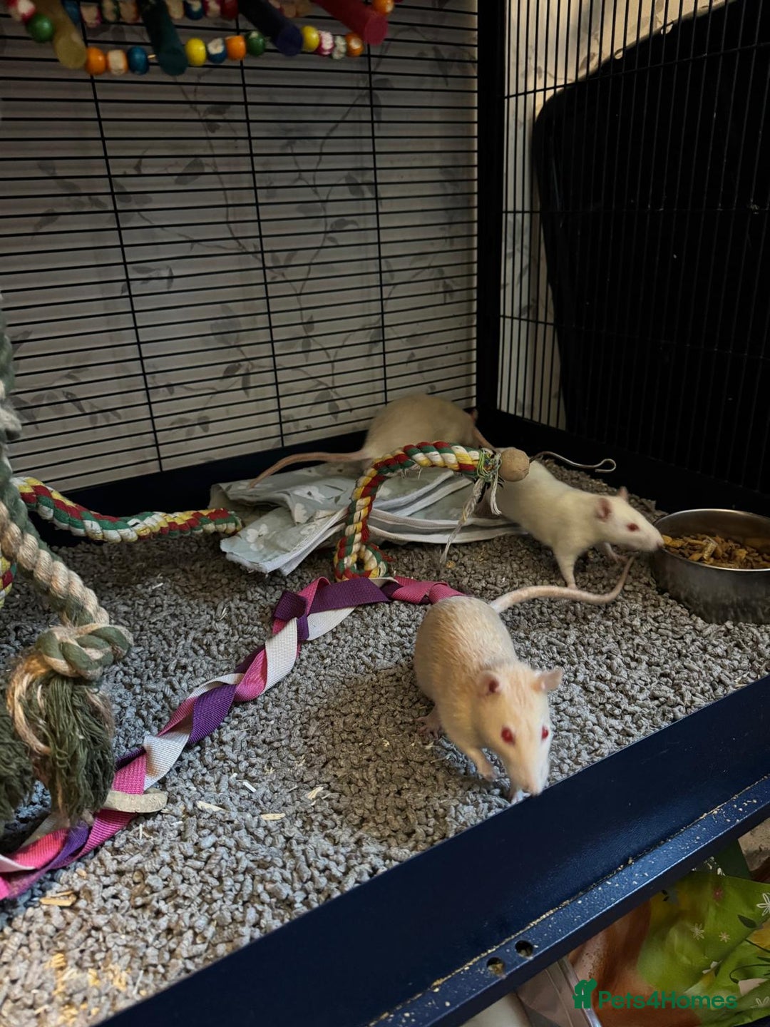 Rat rodents for sale: Beautiful rats and cage for sale  - Image 6