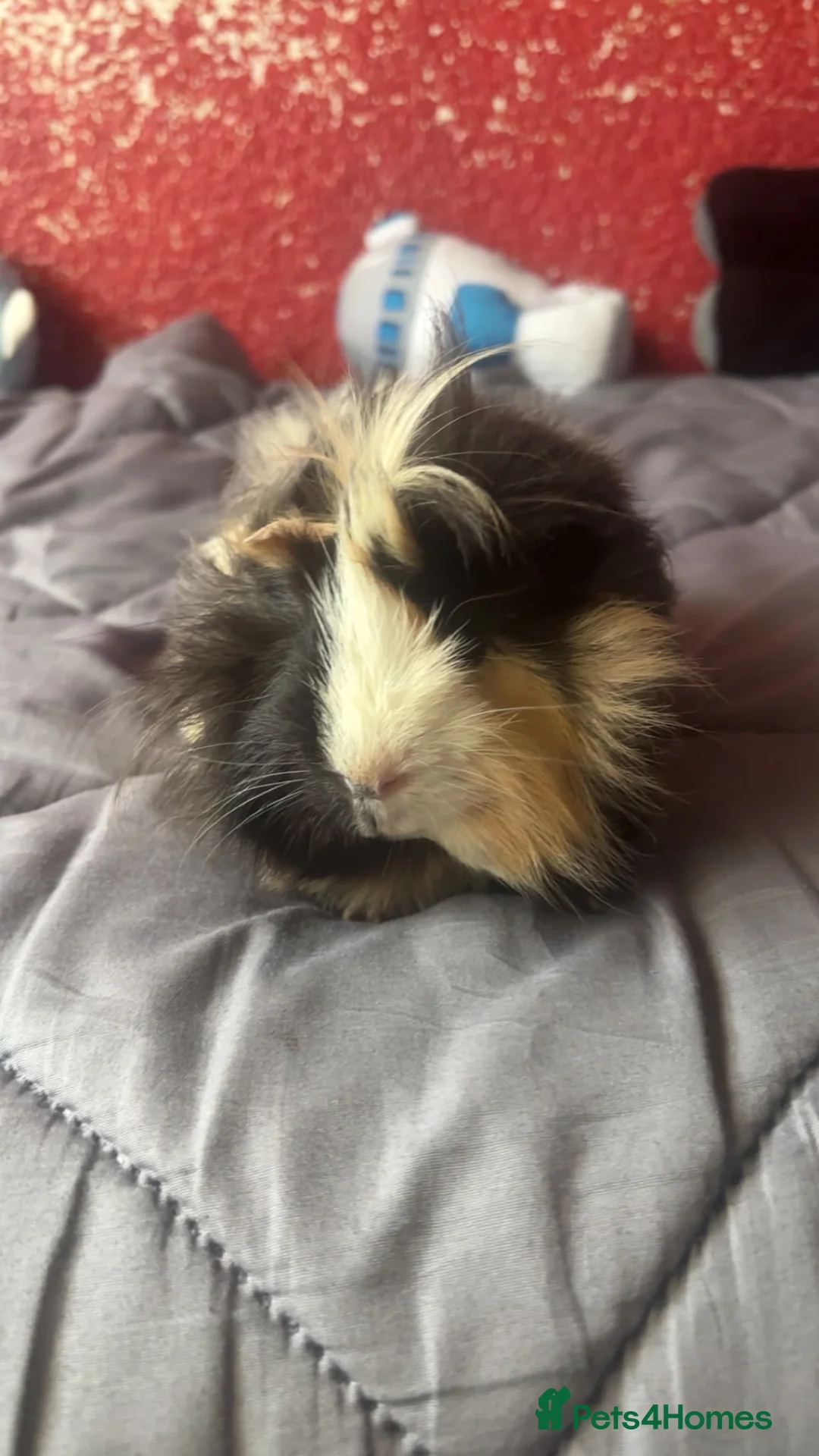 Guinea Pig rodents for sale: Pair of Male 10MonthOld Guinea Pigs w/ Full Setup in Birmingham - Advert 1