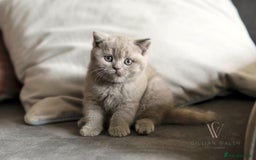 British Shorthair cats for sale: British Shorthair Kitten  - Image 7