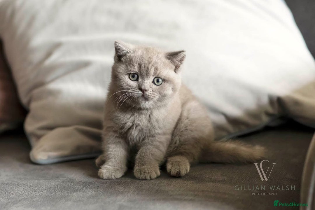 British Shorthair cats for sale: British Shorthair Kitten  - Image 7