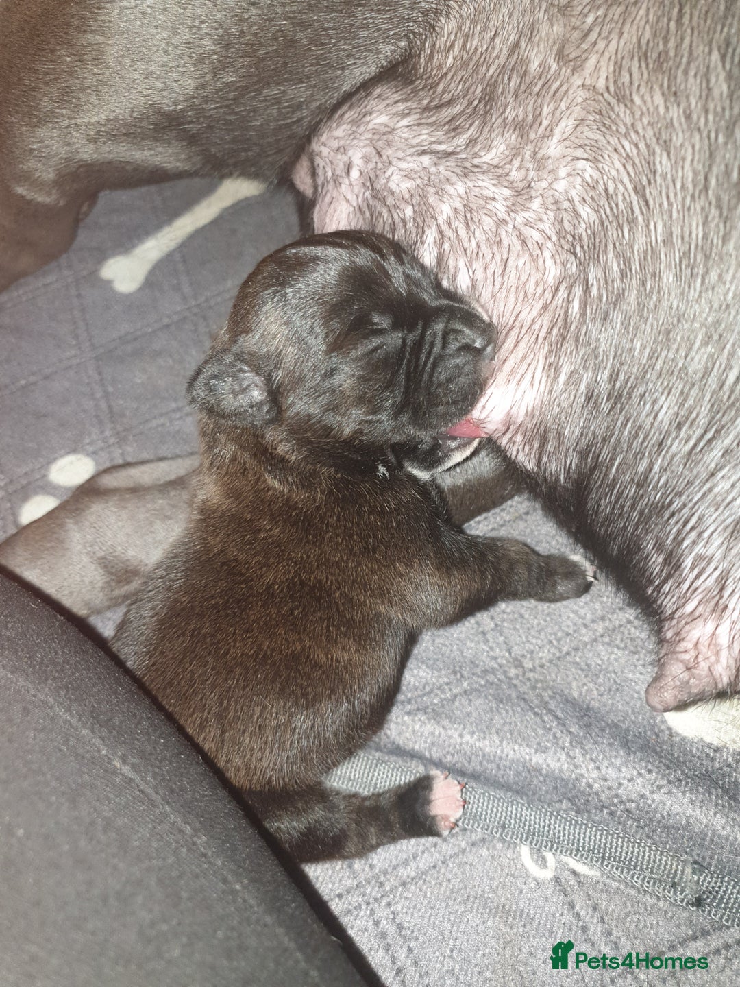 Staffordshire Bull Terrier dogs for sale: Beautiful female staffy puppy - Image 10