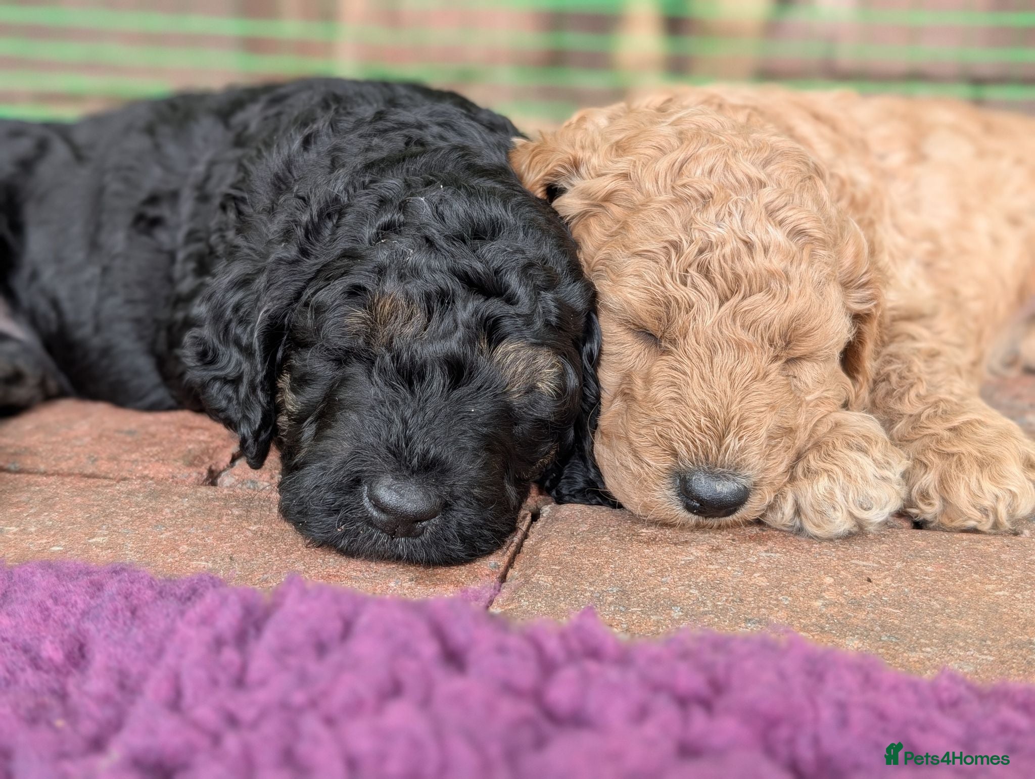 Goldendoodle dogs 🐾 Beautiful Standard Goldendoodle Puppies 🐾 - Advert 1