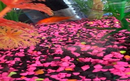 Goldfish fish for sale: Goldfish  - Image 3
