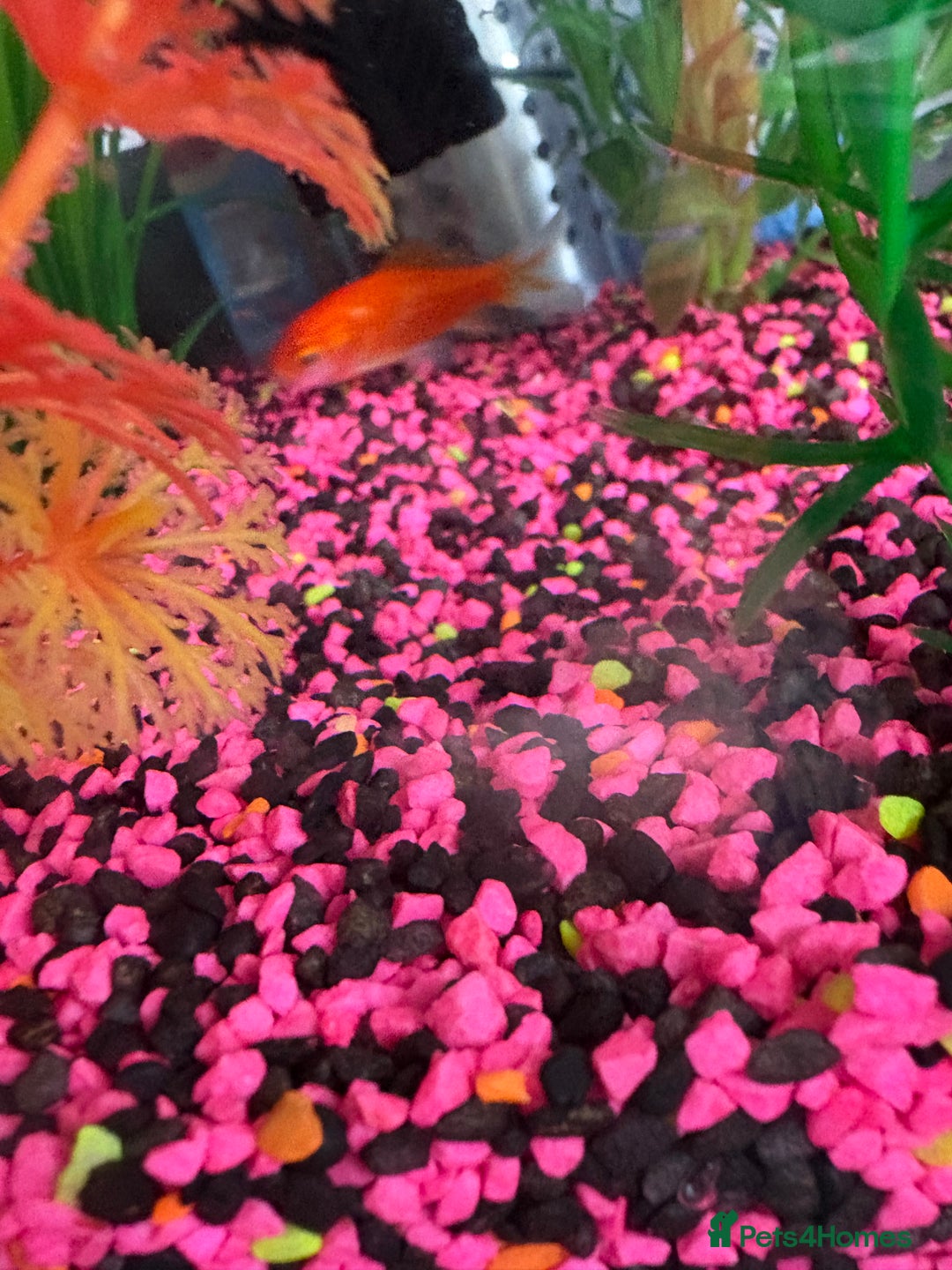 Goldfish fish for sale: Goldfish  - Image 3