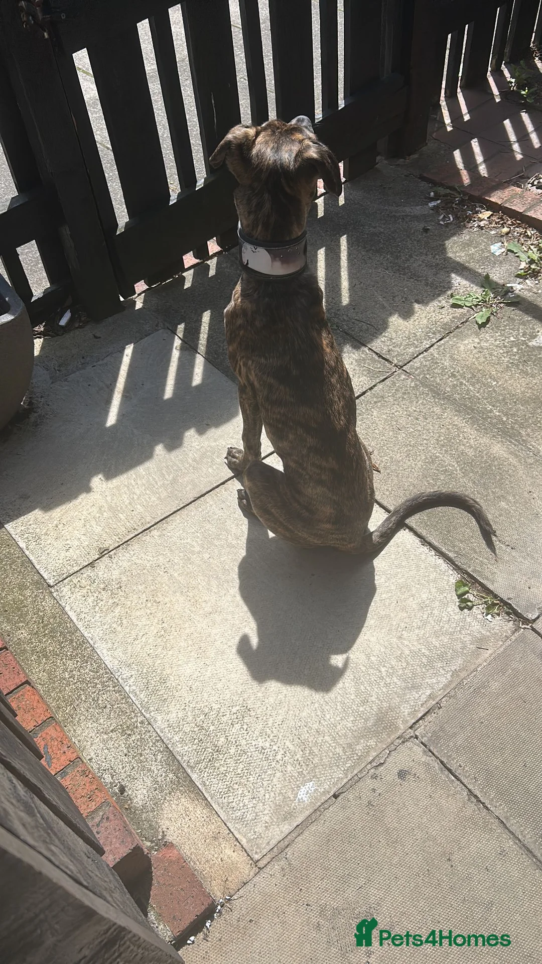 Mixed Breed dogs for sale: REHOMING  - Advert 1