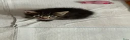 Mixed Breed cats for sale: Tonkdoll/bengal kittens - Advert 6