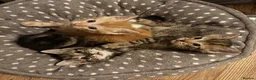 Mixed Breed cats for sale: Super cute kittens  - Advert 8