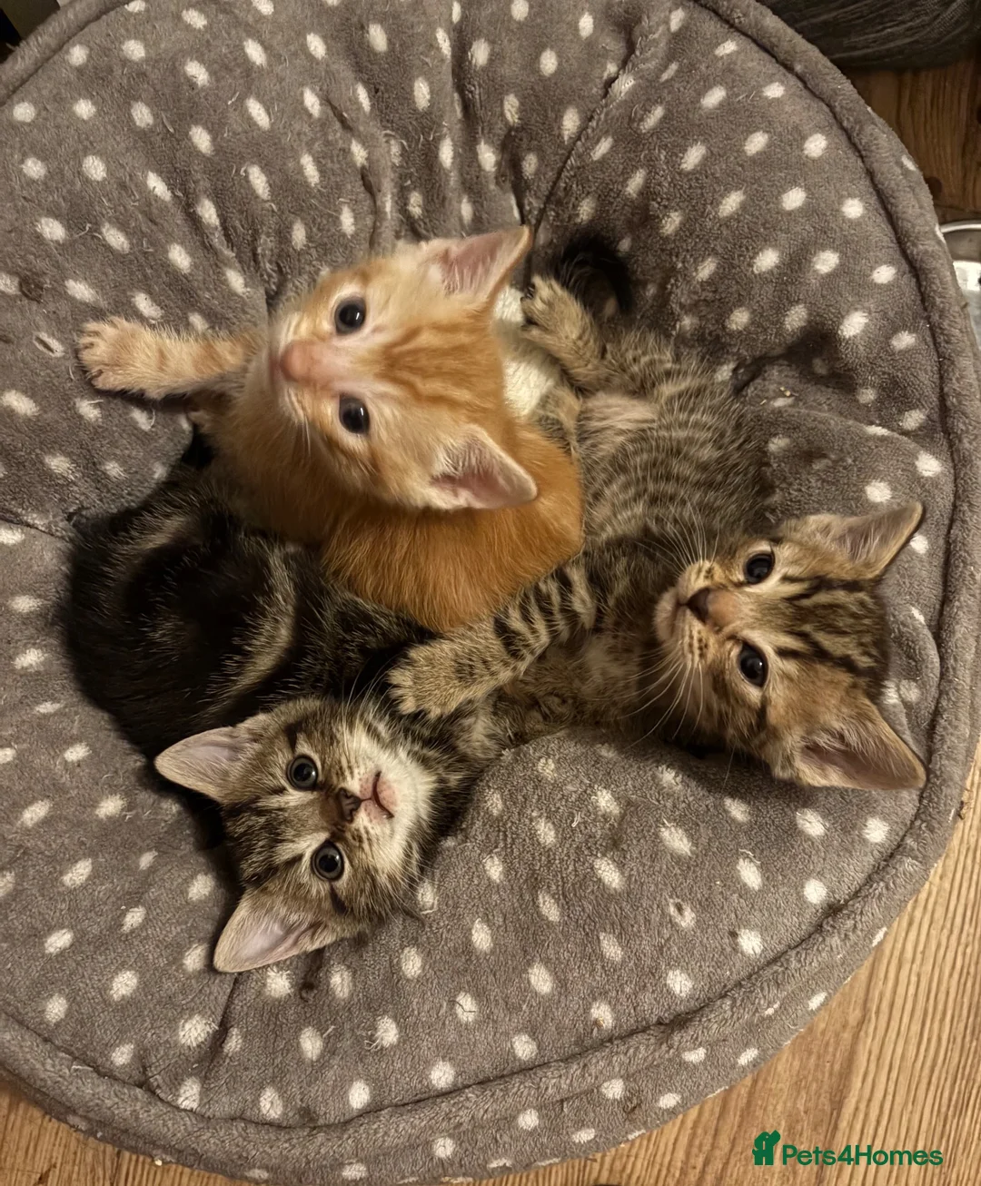 Mixed Breed cats for sale: Super cute kittens  - Advert 8