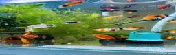 Platies fish for sale: small Platy, Guppy,shrimps &Bristlenose Pleco  - Advert 31