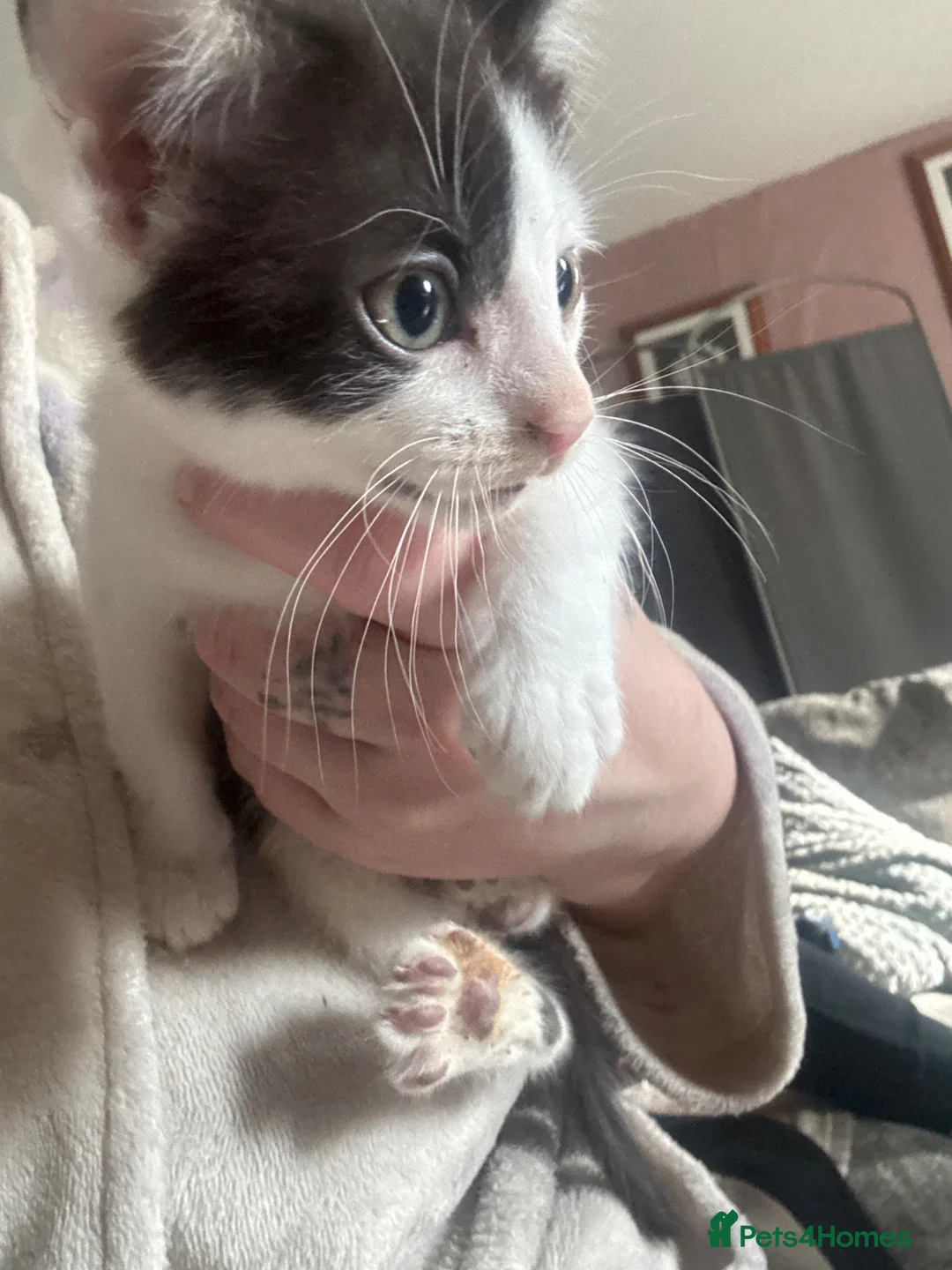 Mixed Breed cats for sale: Playful little boy - Advert 1