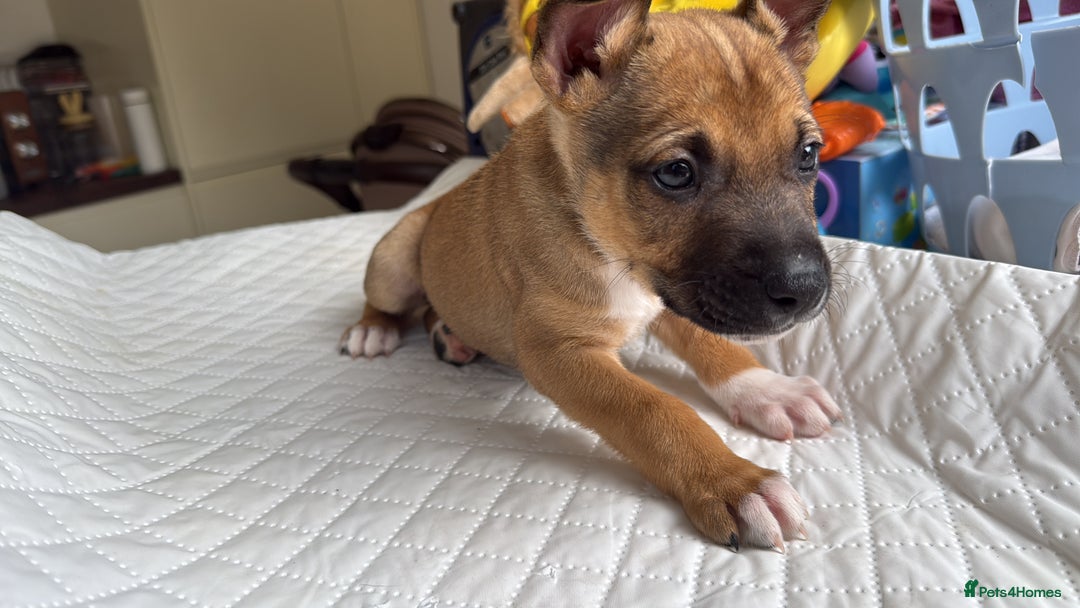 Mixed Breed dogs for sale: German Shepherd cross American bulldog puppies - Image 5