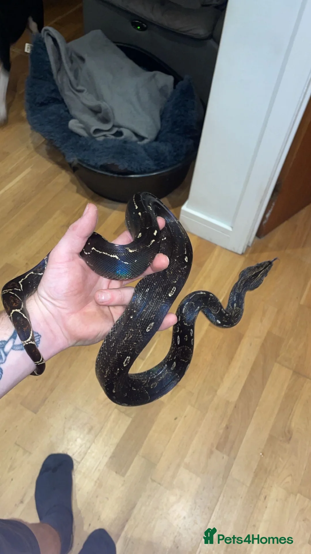 Boa Snake reptiles for sale: IMG boa female  in Aylesford - Advert 1