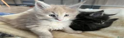 Maine Coon cats for sale: Maine coon kittens looking for homes forever  in Edinburgh - Advert 4