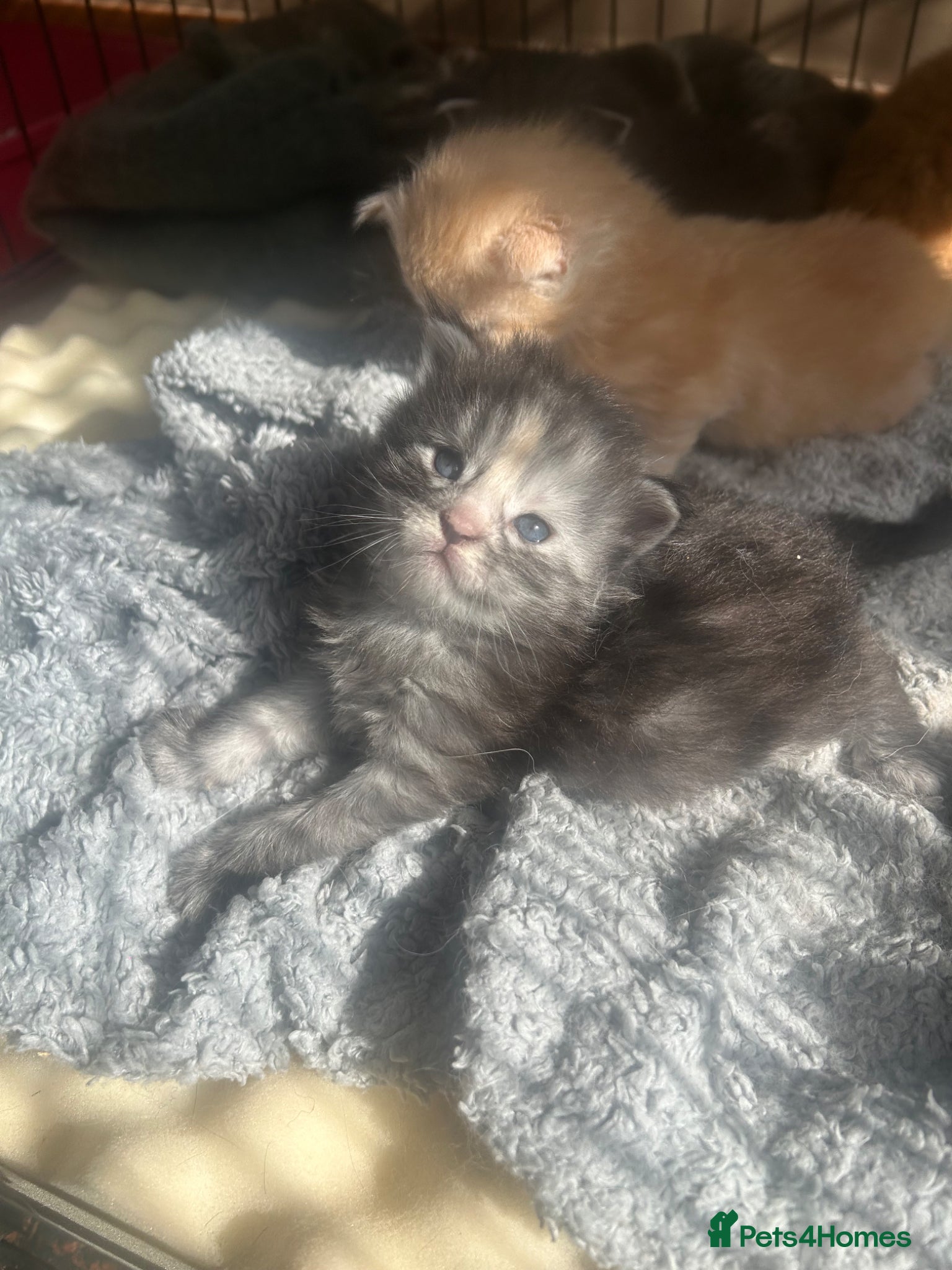Maine Coon cats for sale: 6 Maine coon kittens for sale  in Brechin - Advert 16