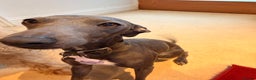 Italian Greyhound dogs for stud: Blue Italian Greyhound Available for Stud - KC Reg - Advert 4