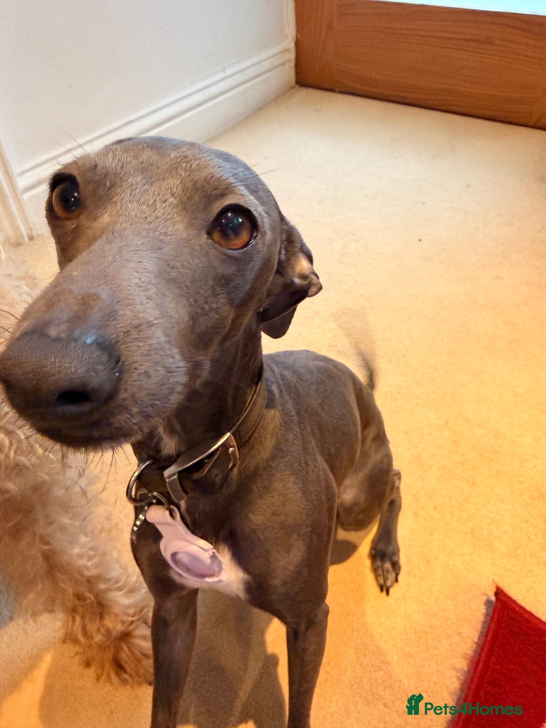 Italian Greyhound dogs for stud: Blue Italian Greyhound Available for Stud - KC Reg - Advert 4