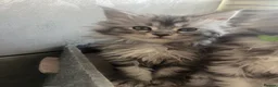 Maine Coon cats for sale: Last Maine coon girl left ready to leave 🩷 - Advert 12