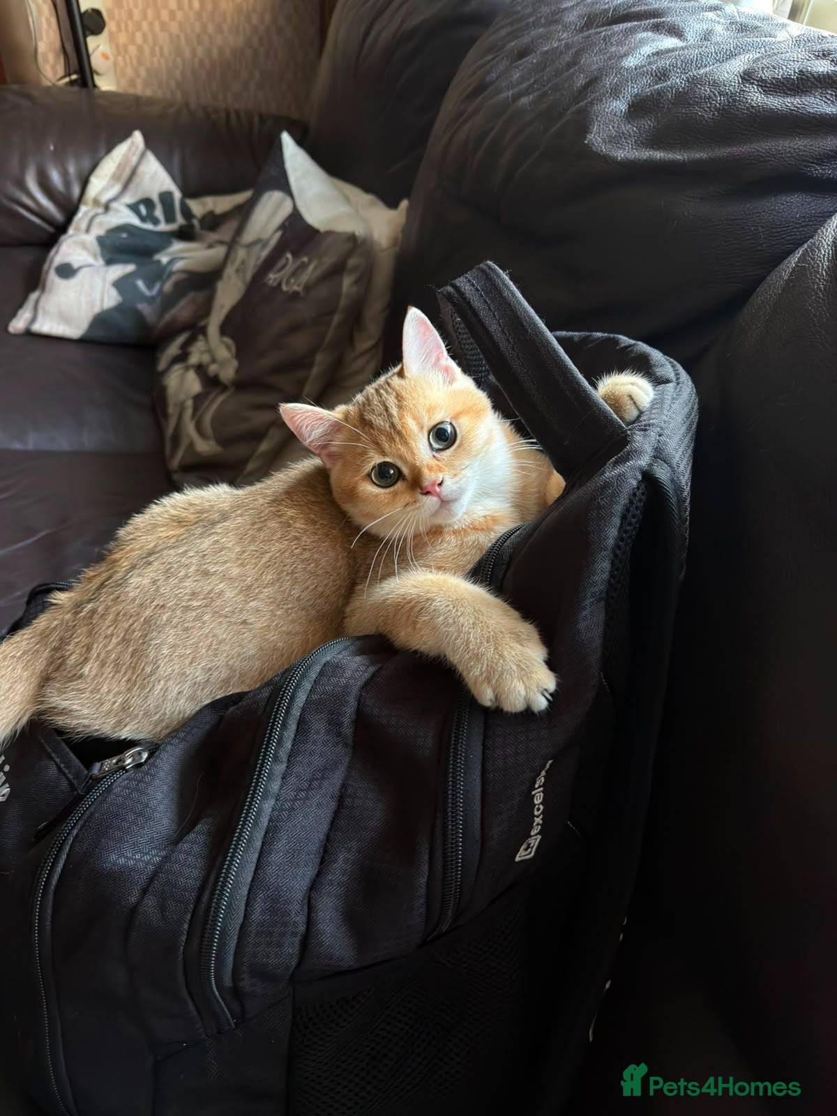 British Shorthair cats GCCF registered Golden boys  - Advert 2