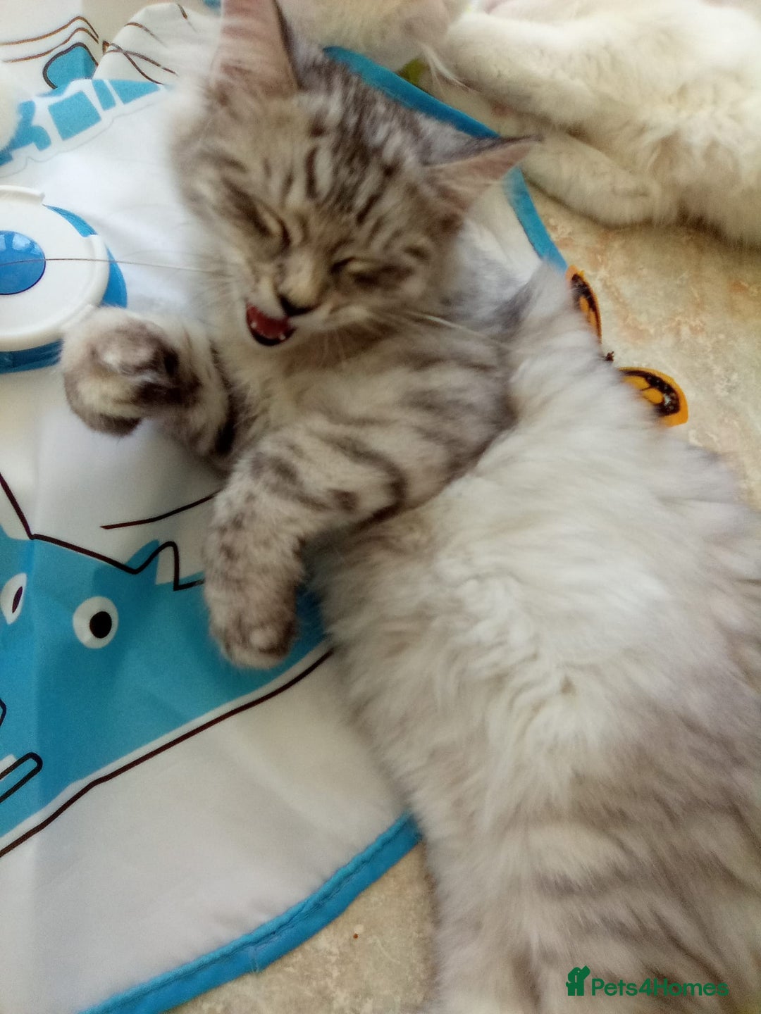 Scottish Fold cats for sale: I am a loving little boy! - Image 8