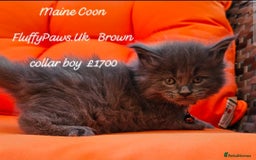 Maine Coon cats for sale: Maine Coons FluffyPaws.Uk  - Image 2