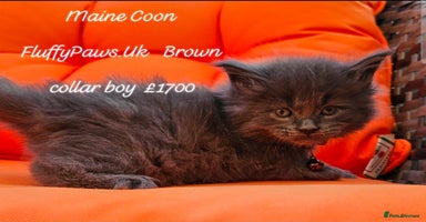 Maine Coon cats - Advert 4
