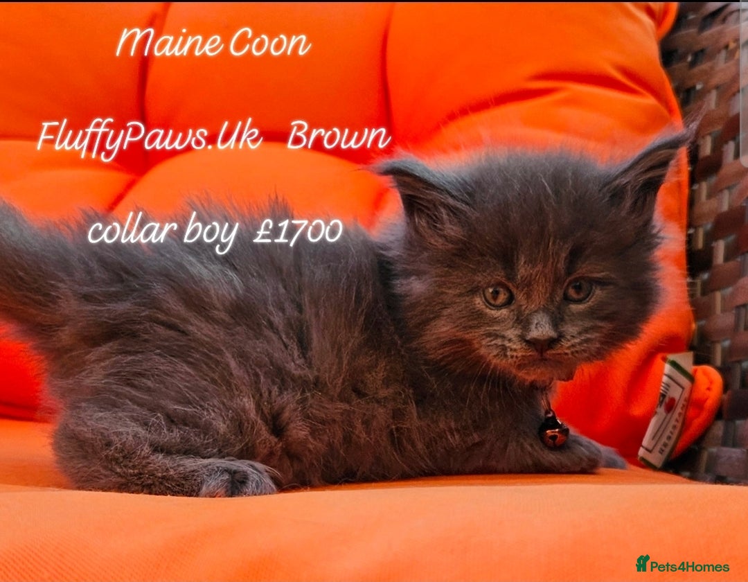 Maine Coon cats for sale: Maine Coons FluffyPaws.Uk  - Image 2