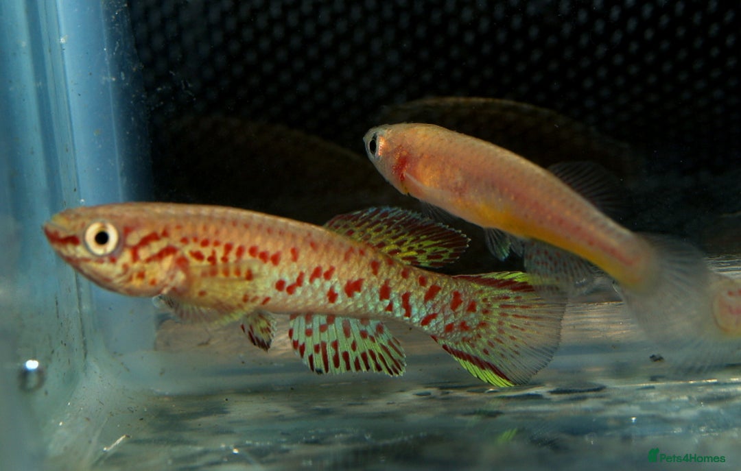 Live Bearers fish for sale: Tropical Fish and Eggs for Sale in Glasgow - Image 4
