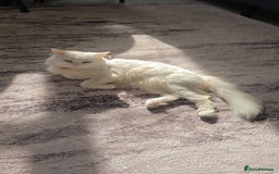 Siberian cats for stud: Pure white Siberian for stud - Image 3