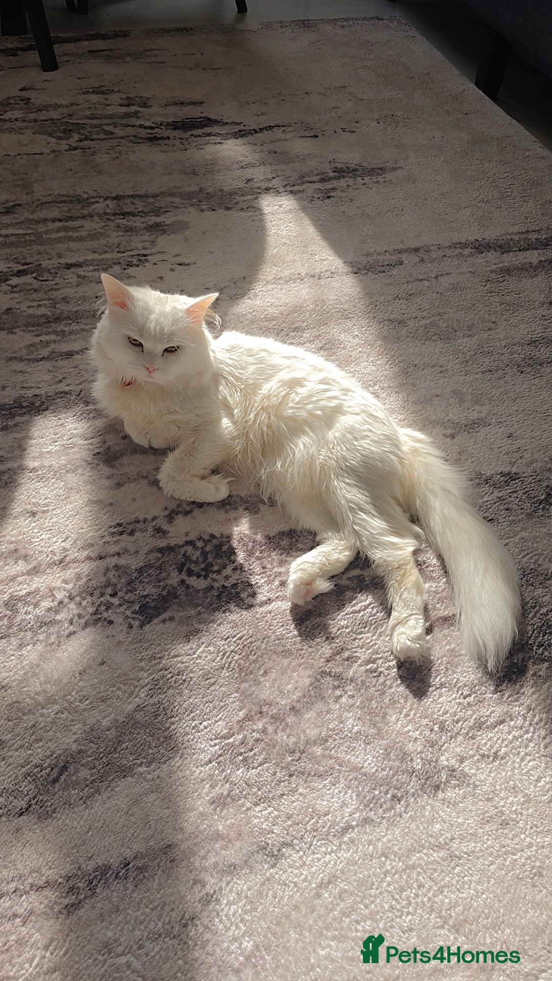 Siberian cats for stud: Pure white Siberian for stud - Image 3