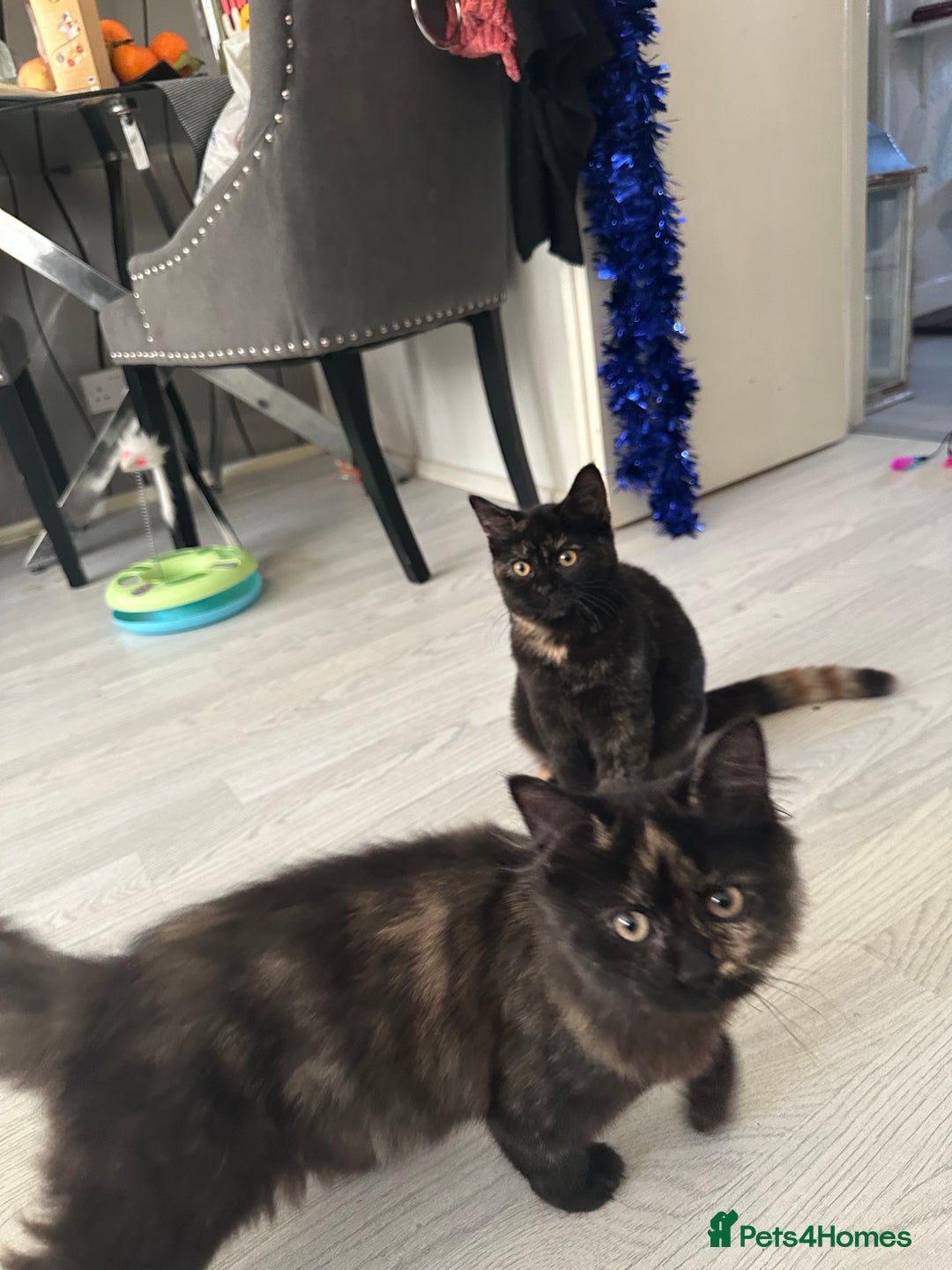 Mixed Breed cats for sale: British Short Hair Cross-Sphinx  - Advert 11