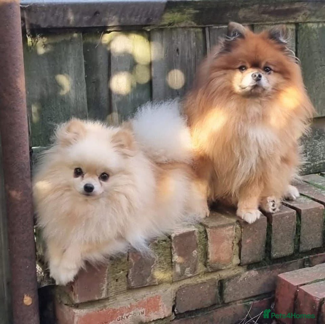 Pomeranian dogs for sale: Beautiful Pomeranian girls  - Image 1