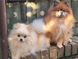 Pomeranian dogs - Advert 20