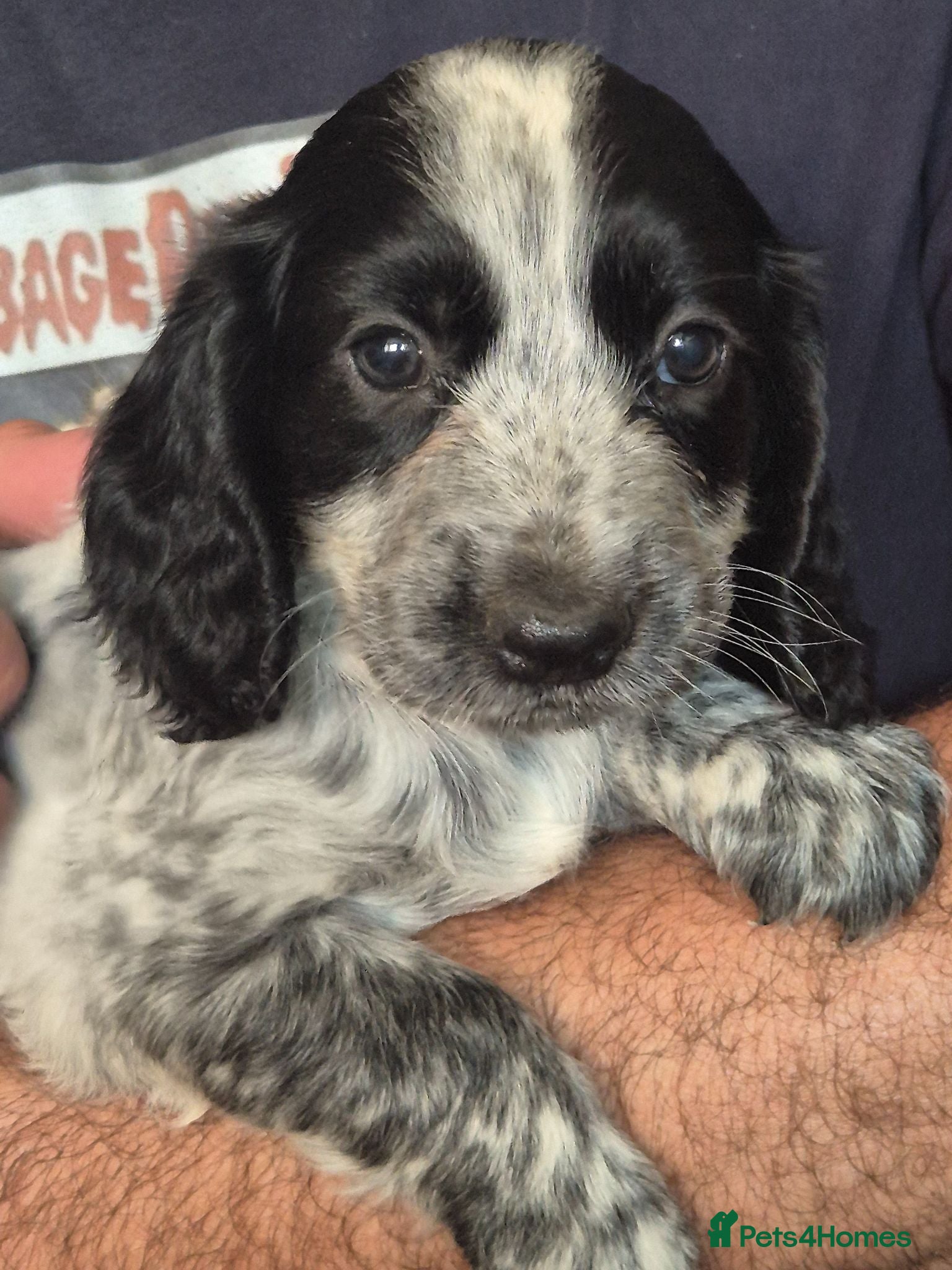 Cocker Spaniel dogs Cocker spanial puppies JUST ONE BOY LEFT - Advert 11