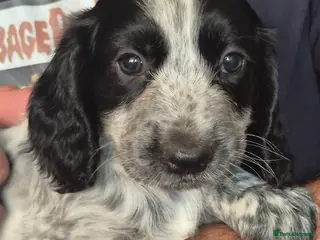 Cocker Spaniel dogs Cocker spanial puppies JUST ONE BOY LEFT - Advert 1