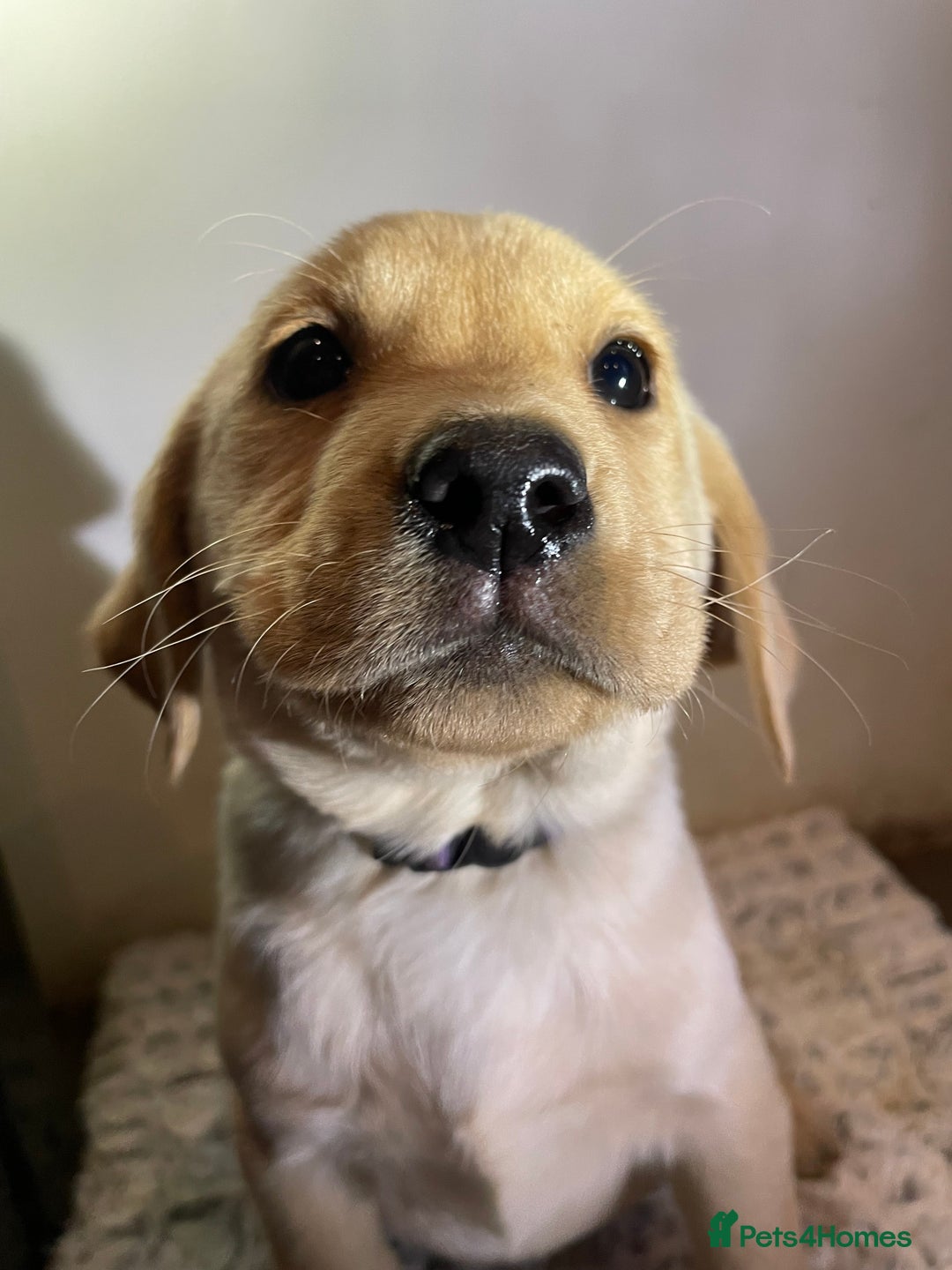 Labrador Retriever dogs for sale: Reduced to 1200 Ready to go now   - Advert 1