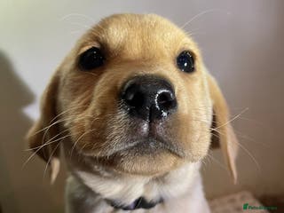 Labrador Retriever dogs Ready to go now Stunning chunky Labrador pups - Advert 16