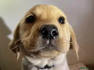 Labrador Retriever dogs Reduced to 1200 Ready to go now - Advert 3